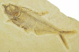 Detailed Fossil Fish (Diplomystus) - Wyoming #369447