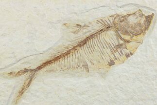 Detailed Fossil Fish (Diplomystus) - Wyoming #369476