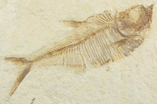 Detailed Fossil Fish (Diplomystus) - Wyoming #369482