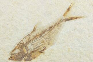 Detailed Fossil Fish (Diplomystus) - Wyoming #369484