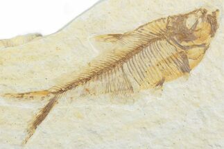 Detailed Fossil Fish (Diplomystus) - Wyoming #369490