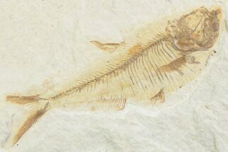Bargain, Fossil Fish (Diplomystus) - Wyoming #369497