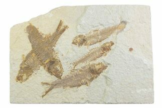 Limestone with Five Fossil Fish (Knightia) - Wyoming #369514