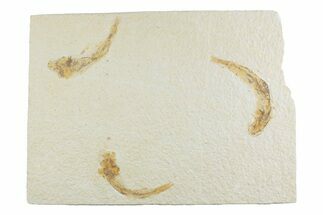 Limestone with Three Fossil Fish (Knightia) - Wyoming #369527