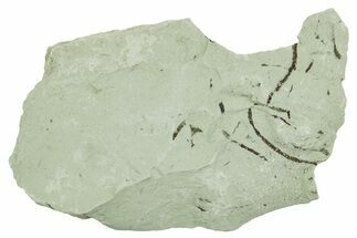 Plate of Silurian Fossil Algae (Kalania) Fossils - Estonia #369718