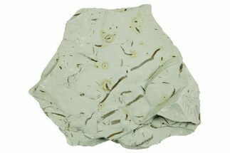 Plate of Silurian Fossil Algae (Kalania) Fossils - Estonia #369724