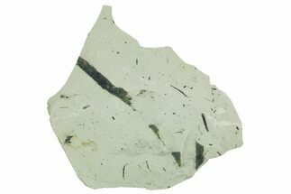 Plate of Silurian Fossil Algae (Kalania) Fossils - Estonia #369732