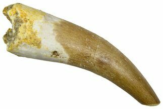 Fossil Plesiosaur (Zarafasaura) Tooth - Morocco #369950