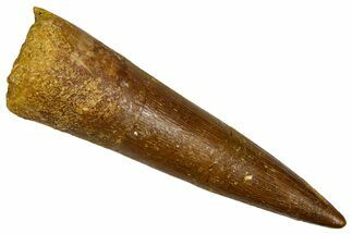 Fossil Plesiosaur (Zarafasaura) Tooth - Morocco #369964