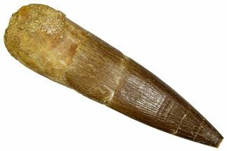 Fossil Plesiosaur (Zarafasaura) Tooth - Morocco #369971