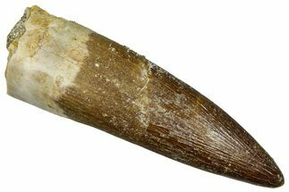Fossil Plesiosaur (Zarafasaura) Tooth - Morocco #369978
