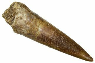 Fossil Plesiosaur (Zarafasaura) Tooth - Morocco #369979