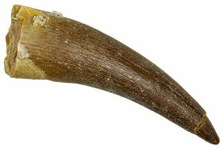 Fossil Plesiosaur (Zarafasaura) Tooth - Morocco #369980