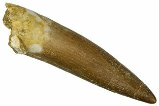 Fossil Plesiosaur (Zarafasaura) Tooth - Morocco #369981