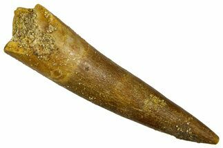 Fossil Plesiosaur (Zarafasaura) Tooth - Morocco #369985
