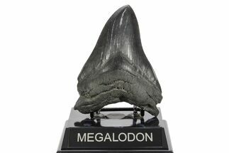Serrated, Fossil Megalodon Tooth - South Carolina #370001