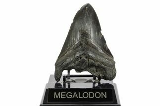 Bargain, Fossil Megalodon Tooth - South Carolina #370003