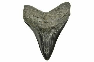 Fossil Megalodon Tooth - South Carolina #370005