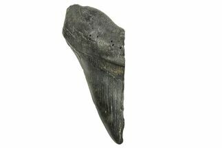 Partial Fossil Megalodon Tooth - South Carolina #370011