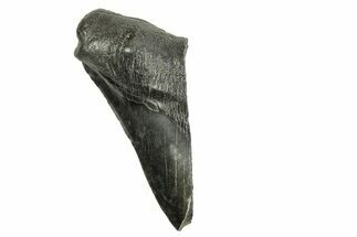 Partial Fossil Megalodon Tooth - South Carolina #370026