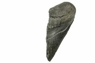 Partial Fossil Megalodon Tooth - South Carolina #370028