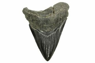 Fossil Megalodon Tooth - South Carolina #370032