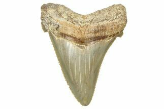 Serrated Angustidens Tooth - Megalodon Ancestor #370061