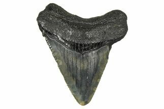 Juvenile Megalodon Tooth - South Carolina #370091