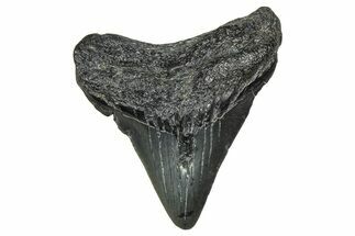 Juvenile Megalodon Tooth - South Carolina #370093