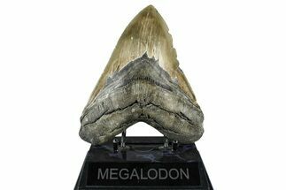Serrated, Fossil Megalodon Tooth - North Carolina #370208