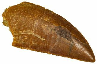 Serrated Raptor Tooth - Real Dinosaur Tooth #370286