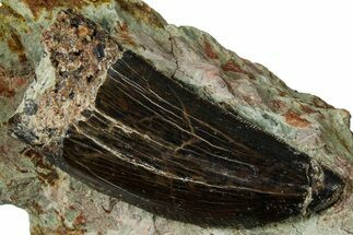 Carcharodontosaurus Tooth with Rock - Dekkar Formation, Morocco #370290