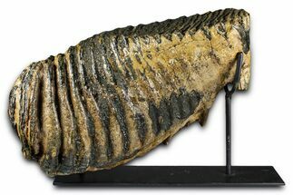 Woolly Mammoth Lower M Molar with Stand - North Sea Deposits #370335