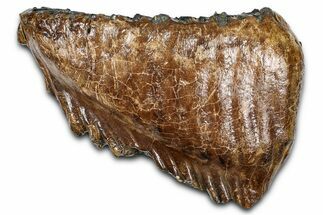 Fossil Woolly Mammoth Lower M Molar - Poland #370338