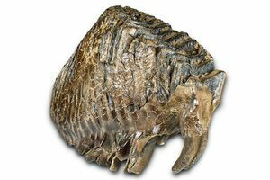 Woolly Mammoth Partial Mandible with M2 Molars - Germany (#235236