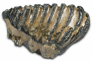 Southern Mammoth Lower M Molar - Hungary #370375