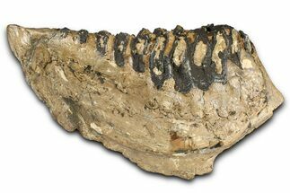 Fossil Woolly Mammoth Lower M Molar - Poland #370400