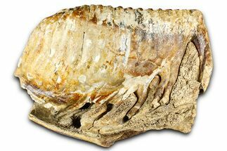 Fossil Woolly Mammoth Partial Lower Jaw with M - North Sea #370405