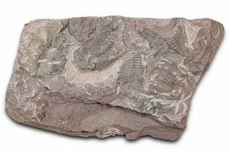 Ordovician Trilobite Mortality Plate - Tafraoute, Morocco #370539