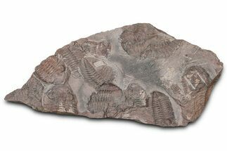 Ordovician Trilobite Mortality Plate - Tafraoute, Morocco #370540
