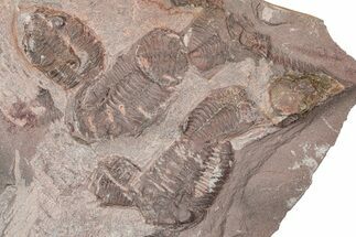 Ordovician Trilobite Mortality Plate - Tafraoute, Morocco #370553