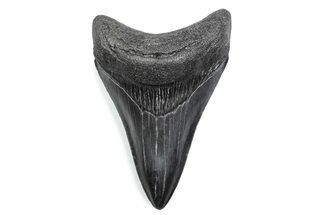 Serrated, Fossil Megalodon Tooth - South Carolina #370466