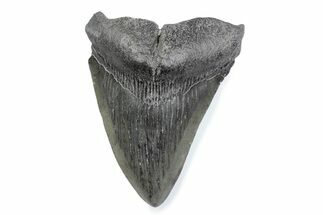Fossil Megalodon Tooth - South Carolina #370467