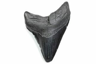 Fossil Megalodon Tooth - South Carolina #370470