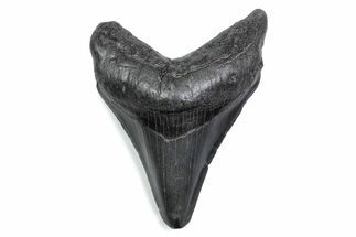 Fossil Megalodon Tooth - South Carolina #370477
