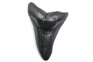 Bargain, Fossil Megalodon Tooth - South Carolina #370480