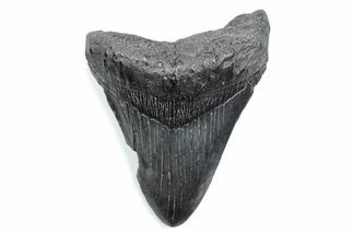 Fossil Megalodon Tooth - South Carolina #370487