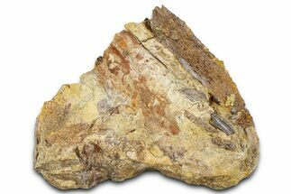 Fossil Hadrosaur Tooth & Bone Section in Sandstone - Wyoming #370597