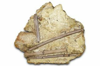 Fossil Hadrosaur Ossified Tendons in Sandstone - Wyoming #370599