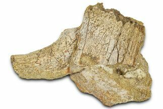 Fossil Dinosaur Bone Fragments in Sandstone - Wyoming #370627